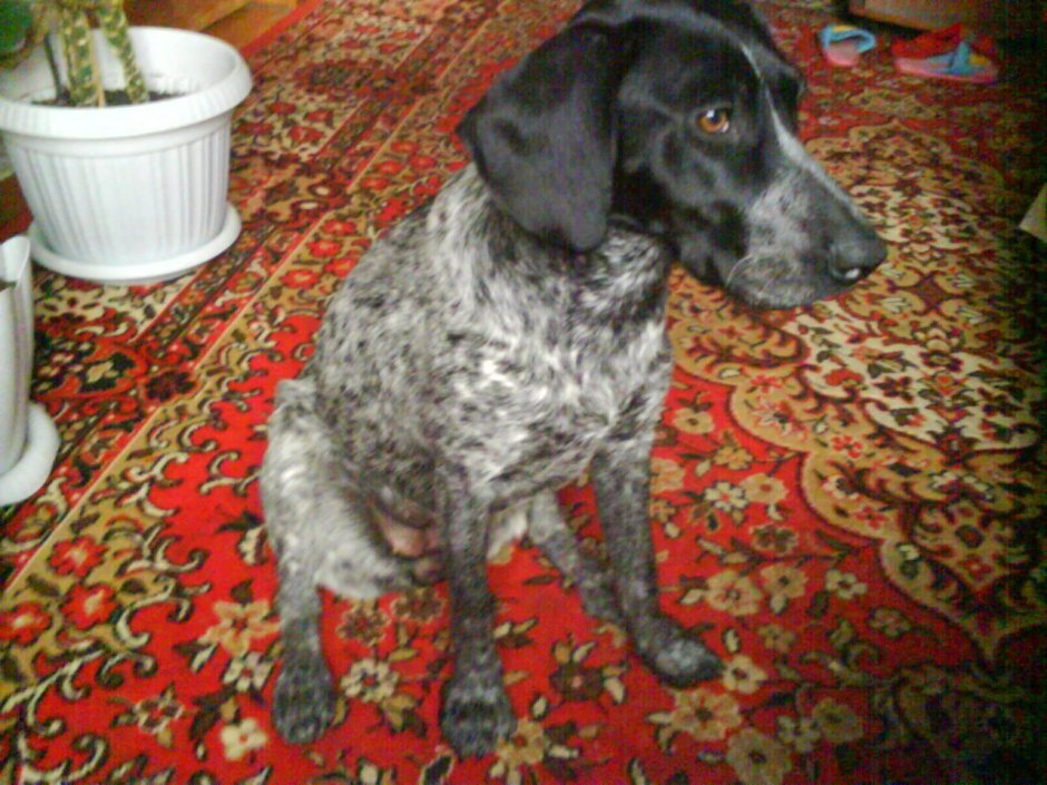 Помесь спаниеля и пойнтера