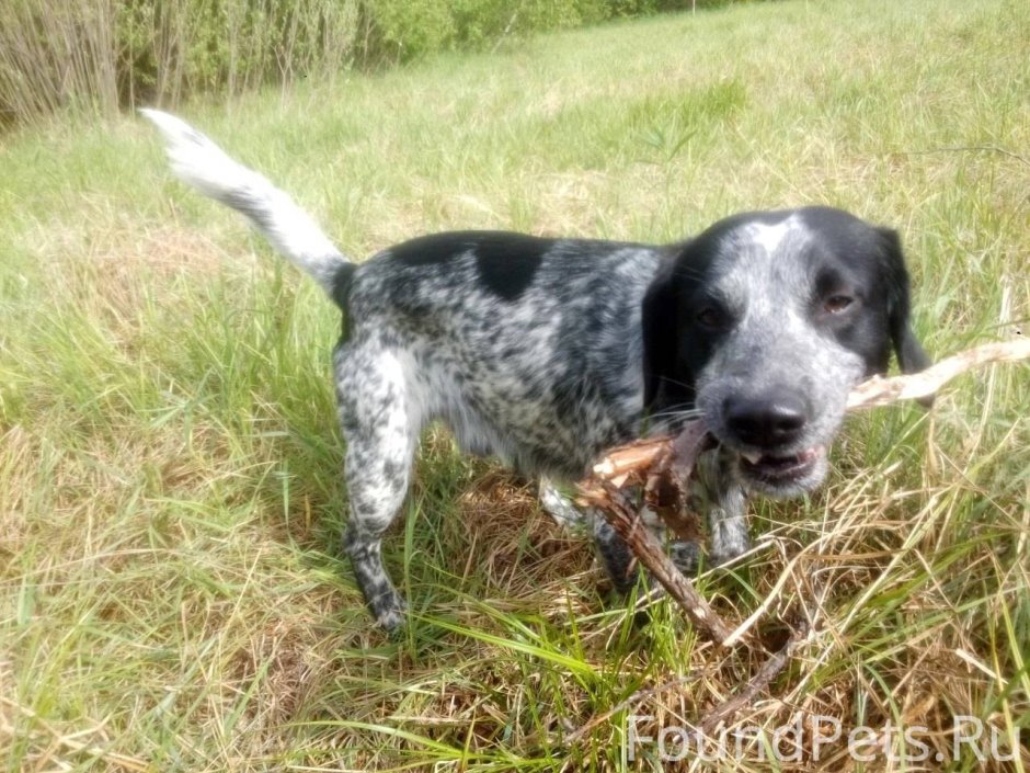 Курцхаар и русский спаниель