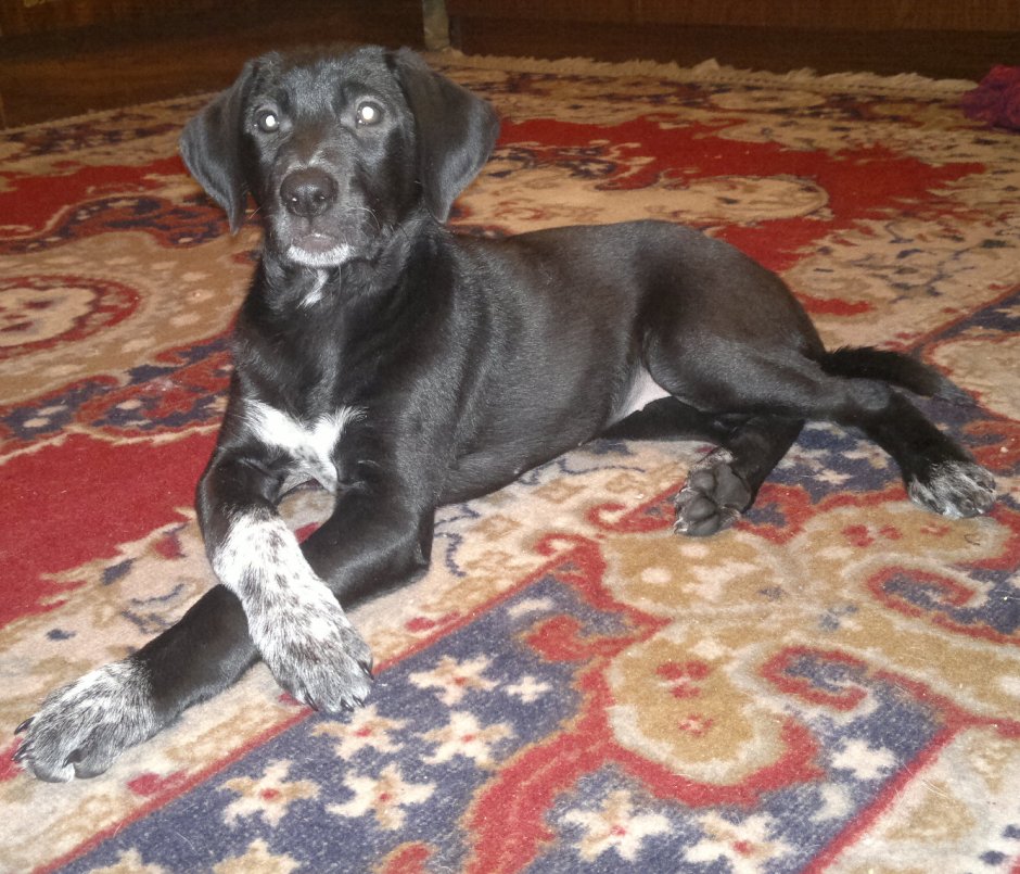 Лабрадор дратхаар