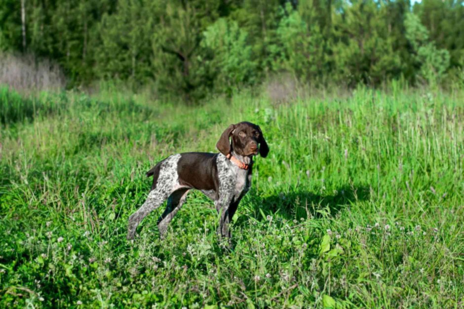 Курцхаар со спаниелем