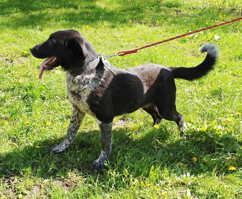 Пес охотничий метис