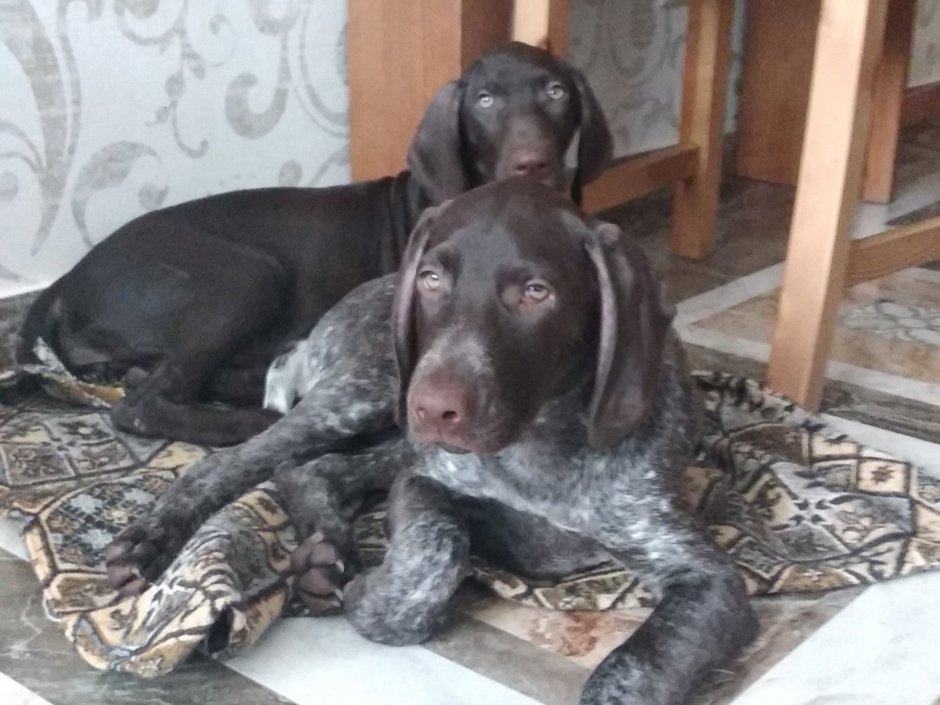 Метис курцхаара и лабрадора