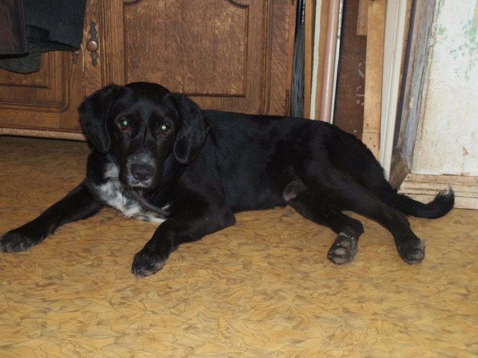 Курцхаар черный с белой грудкой