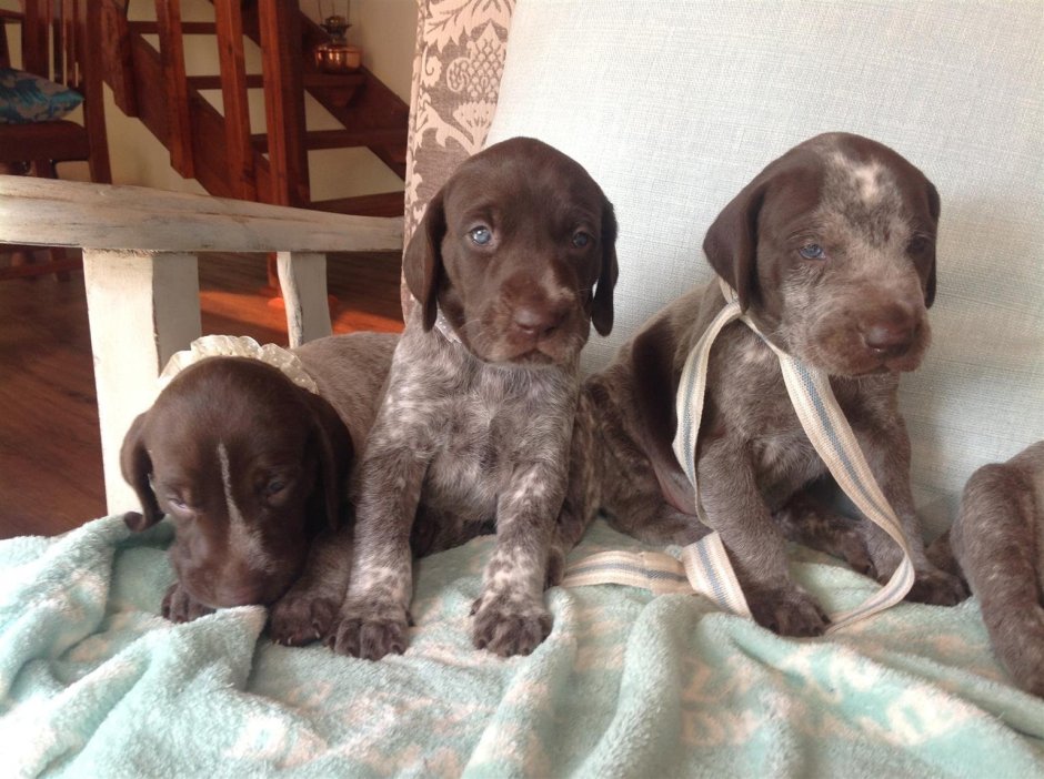 Спаниель дратхаар