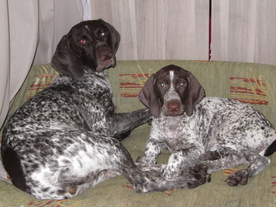 Курцхаар вес