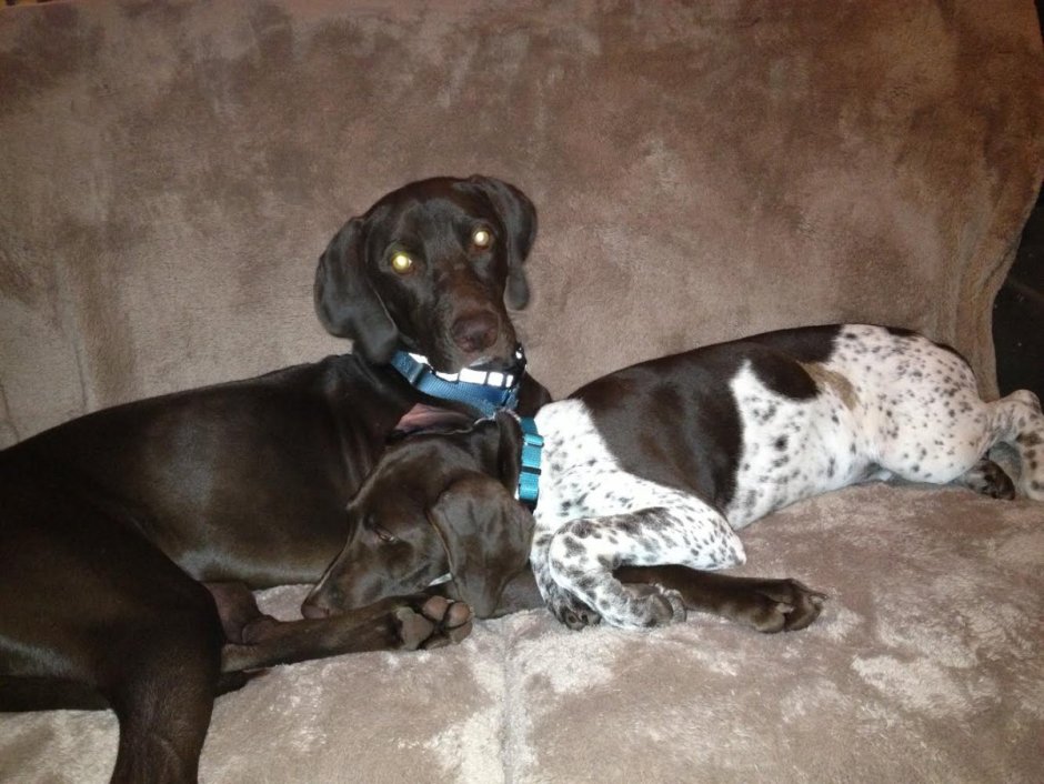 Метис курцхаара