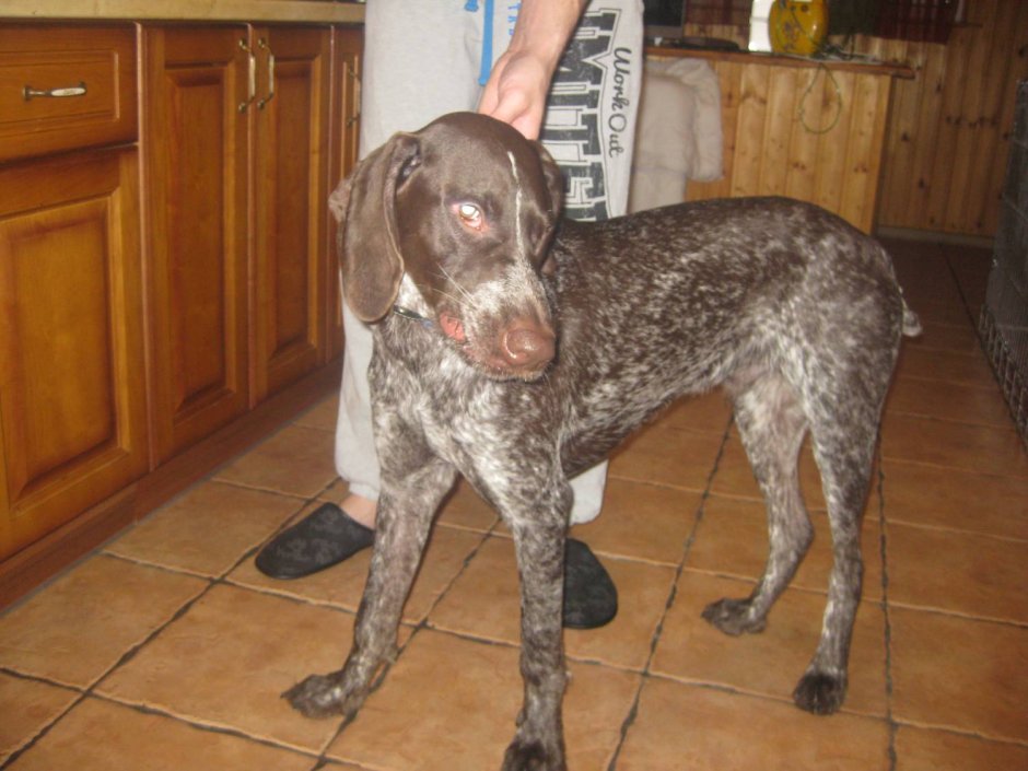 Потеряшки породы Курцхаар