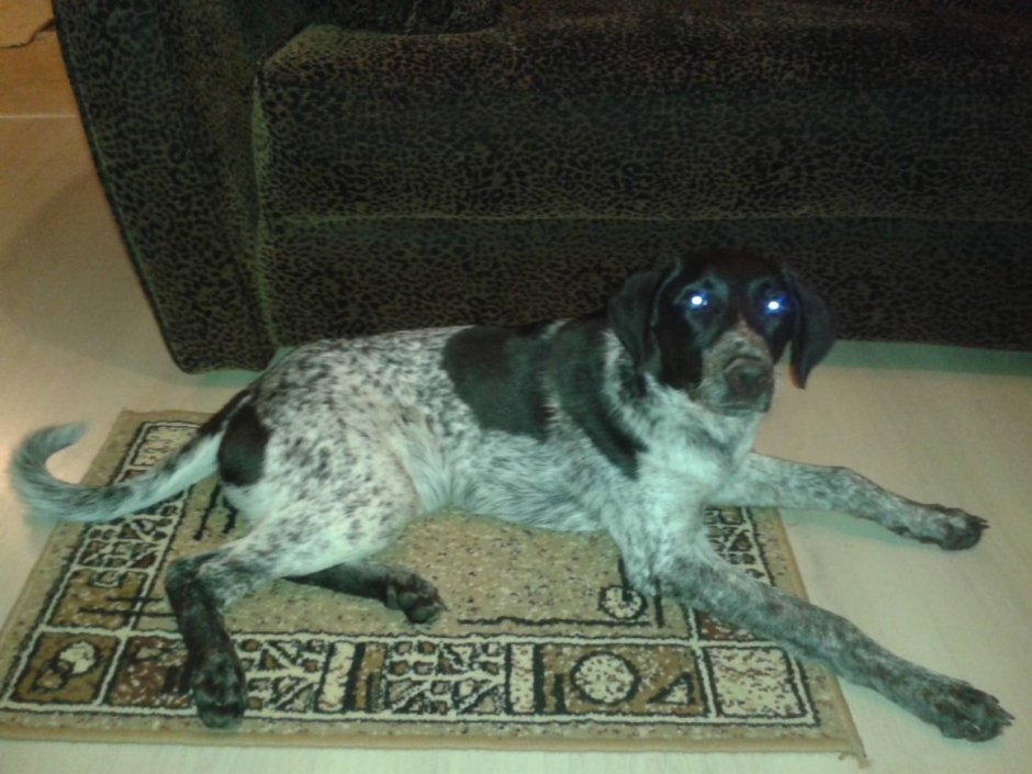 Метис курцхаара кури