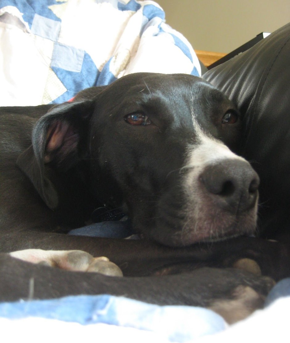 Курцхаар метис с питбулем