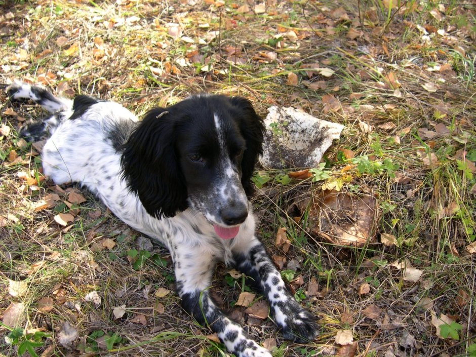 Русский охотничий спаниель гладкошерстный