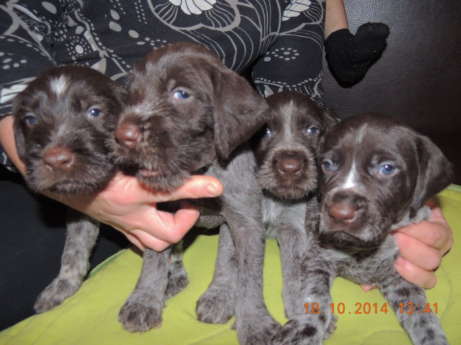 Болонка и дратхаар