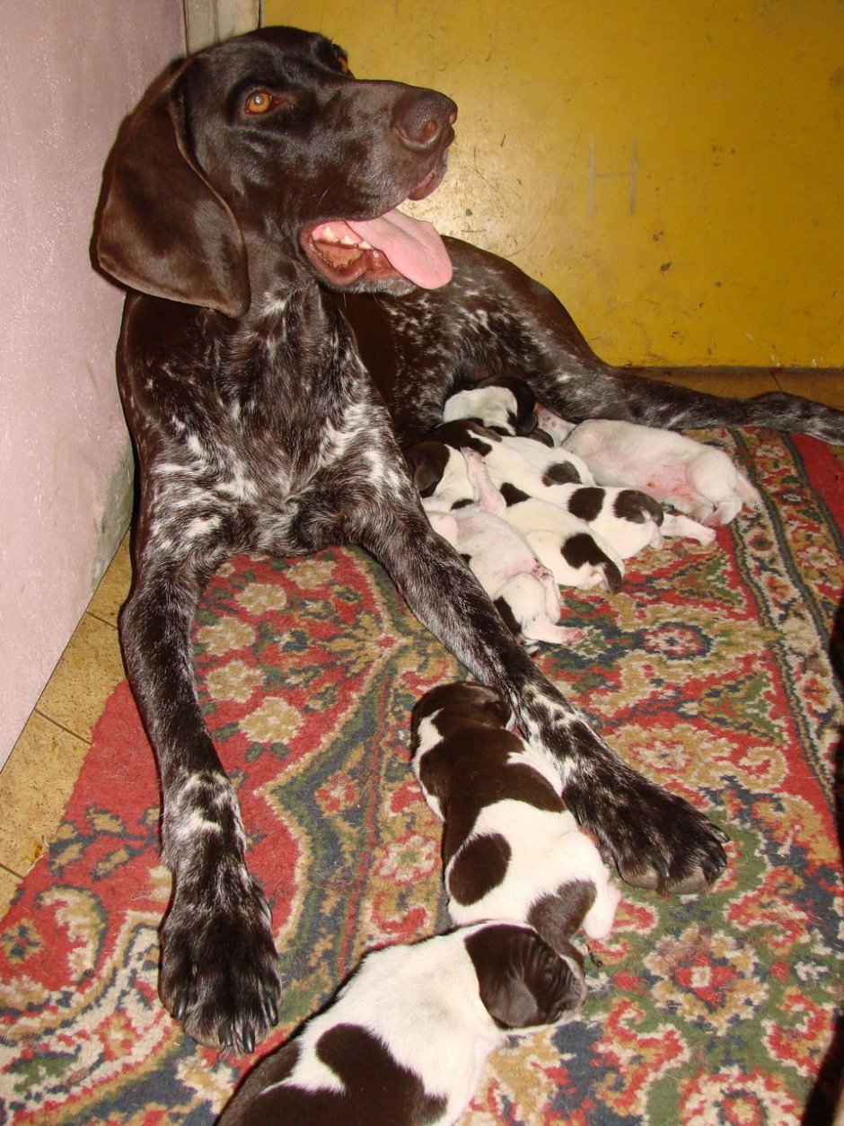 Курцхаар вес