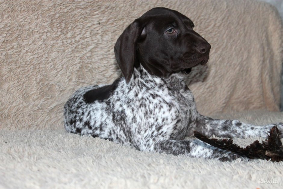 Курцхаар со спаниелем