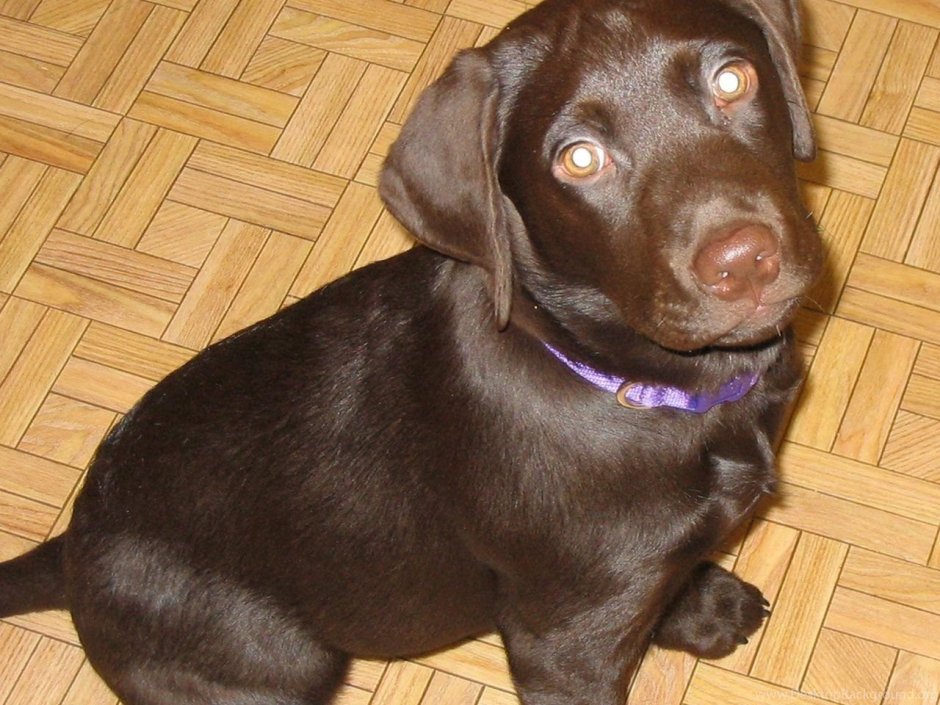 Метис таксы и лабрадора