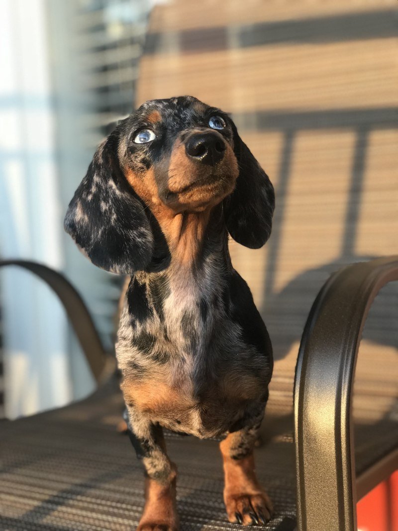 Такса и Йоркширский терьер