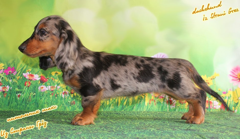 Кроличья такса голубая