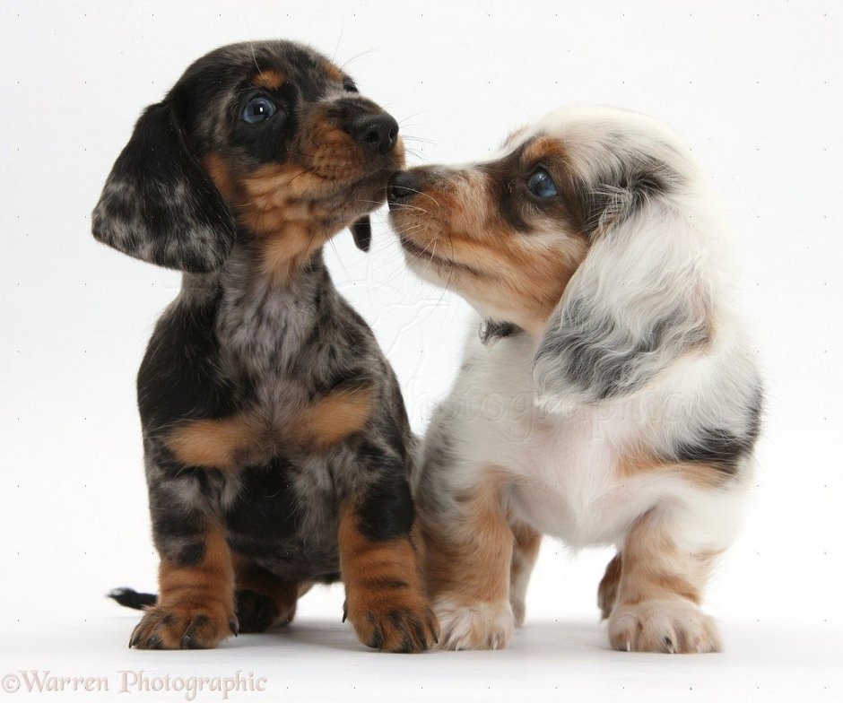 Дабл Мерль такса