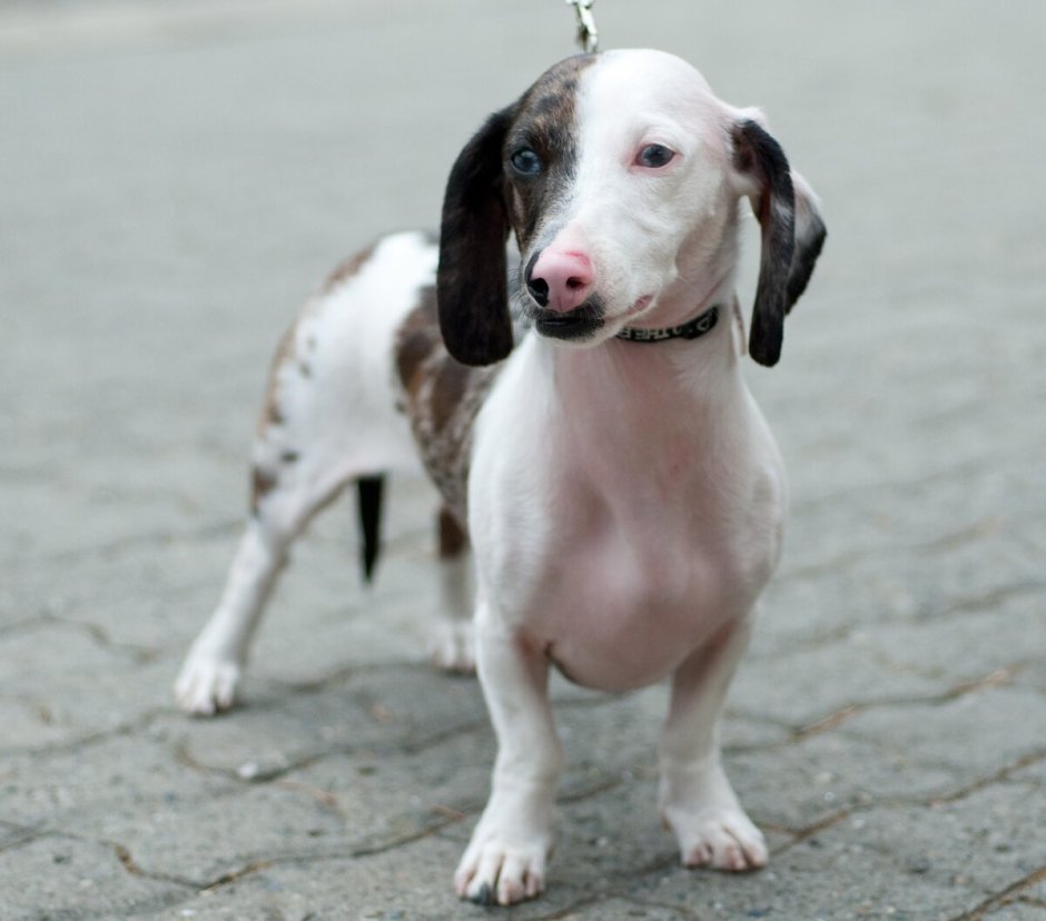 Дабл Мерль такса