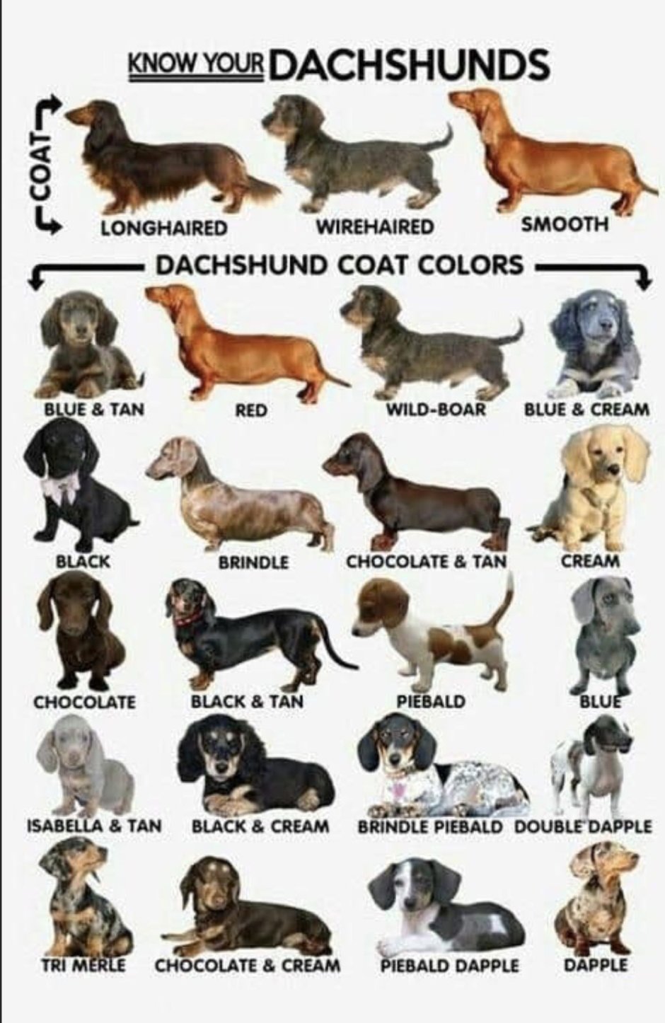 Окрас собак названия с картинками