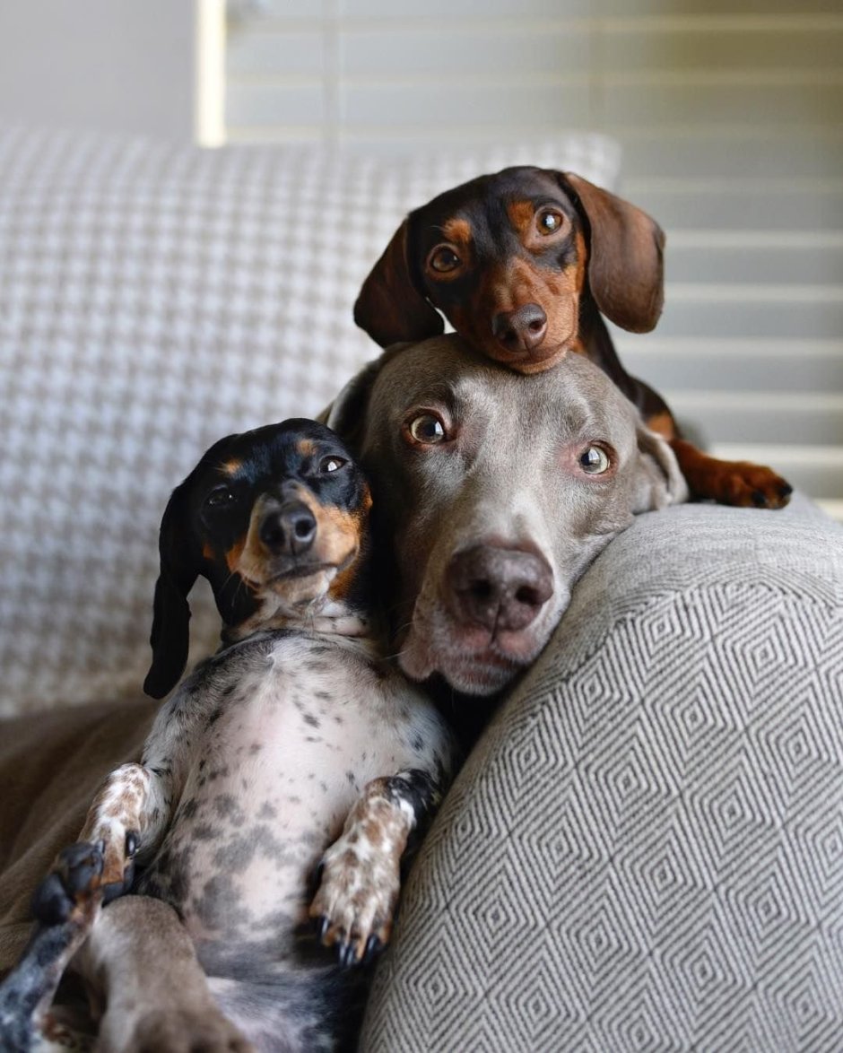 Пегая такса