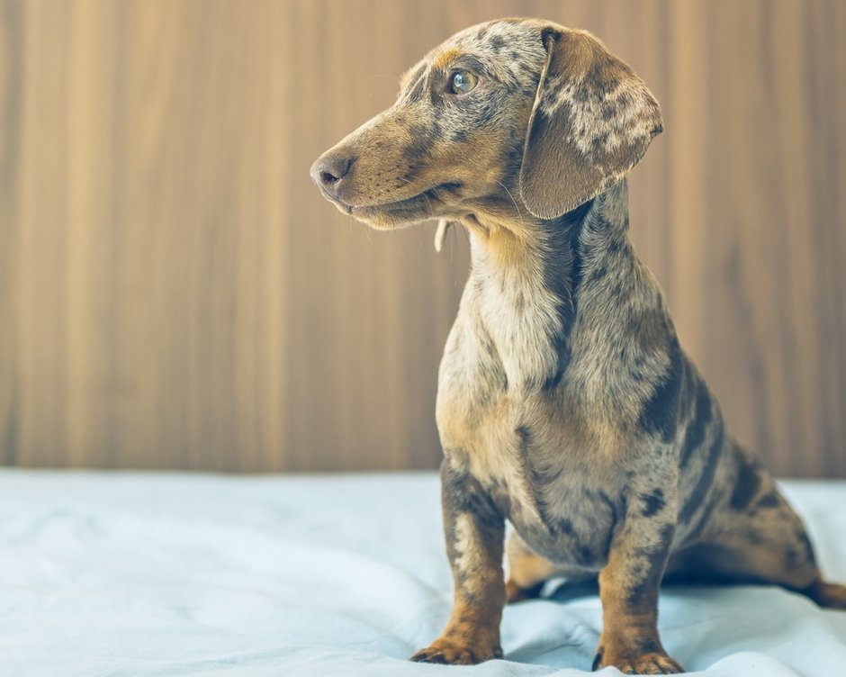 Мраморная карликовая такса