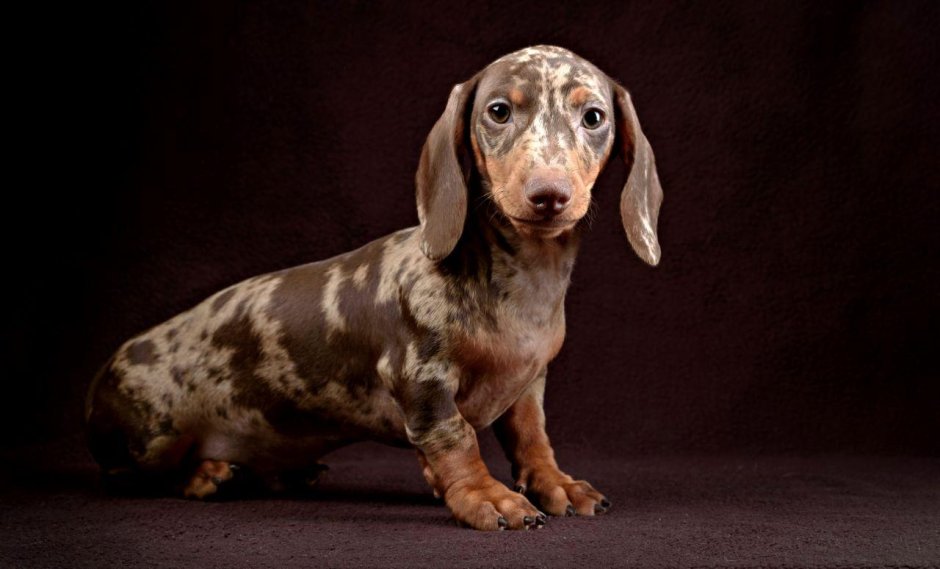 Мраморная карликовая такса