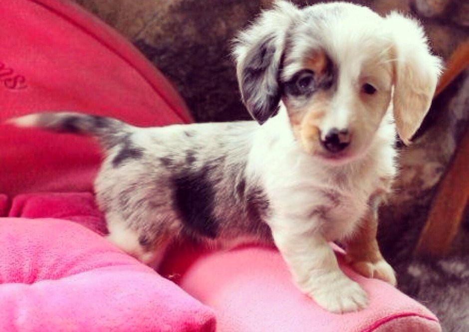 Дабл Мерль такса