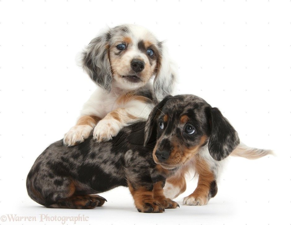 Дабл Мерль такса