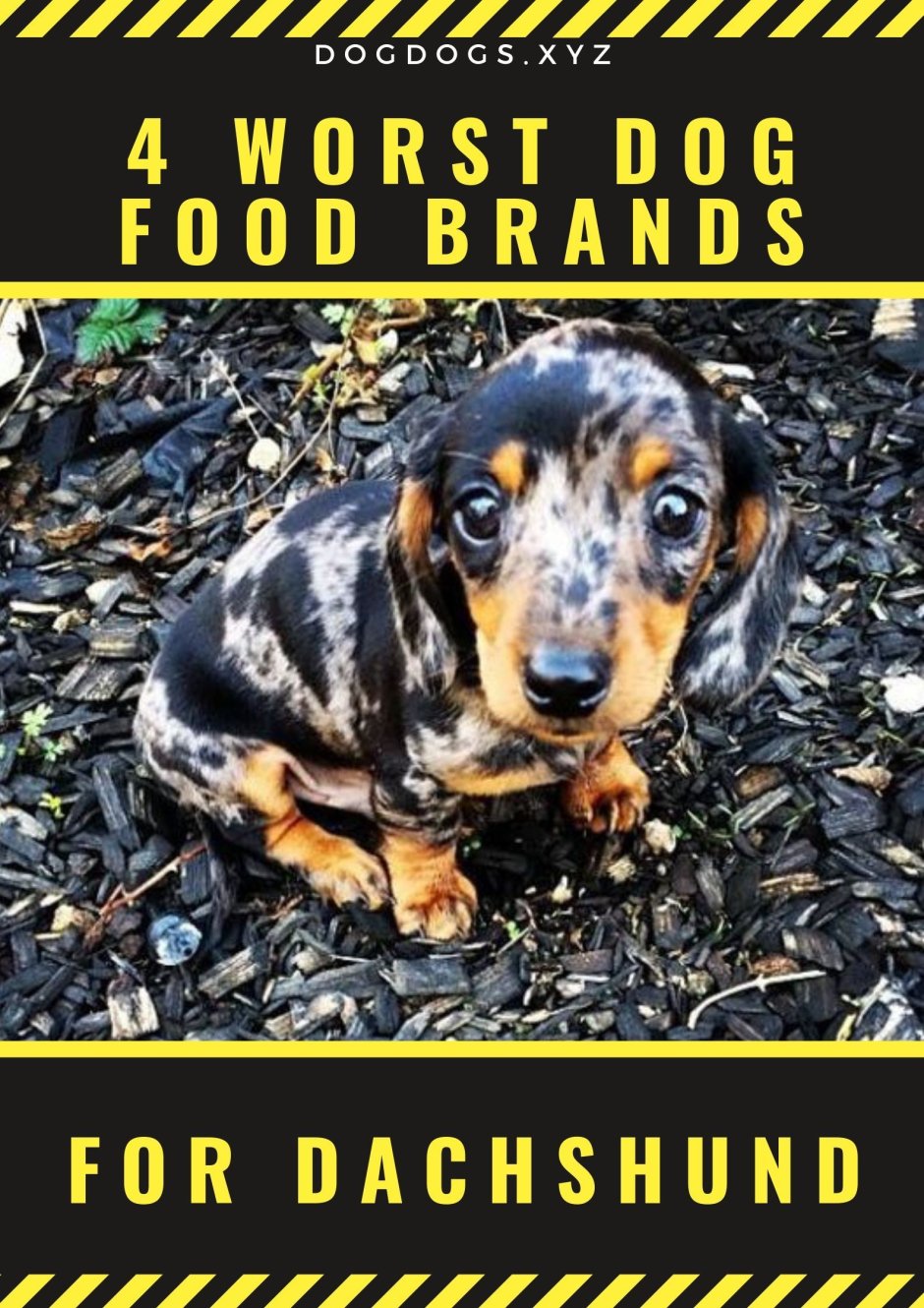 Карликовая такса Мерль