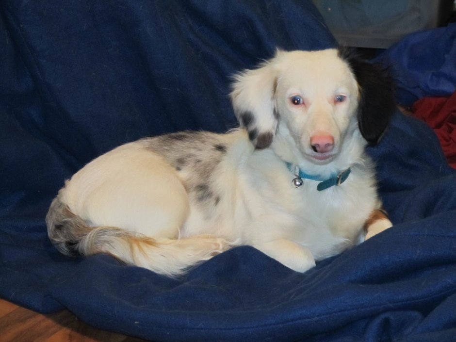 Такса длинношерстная альбинос