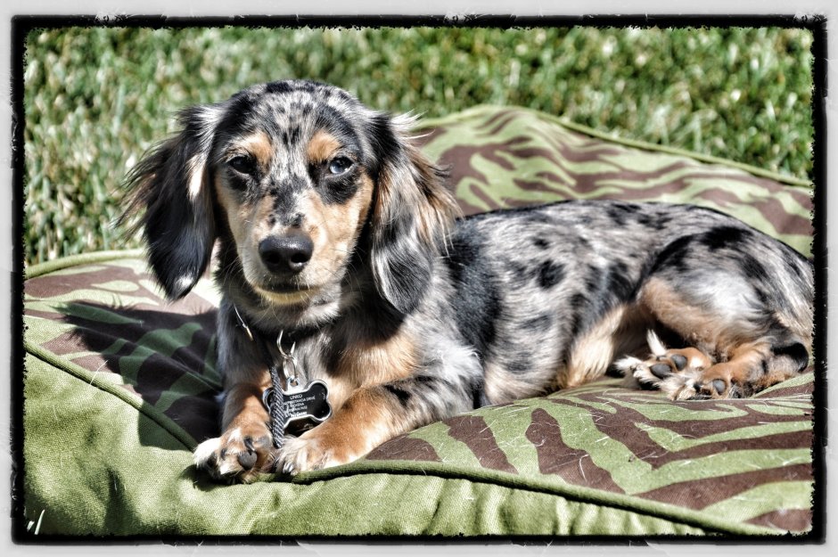 Кроличья такса длинношерстная мраморная