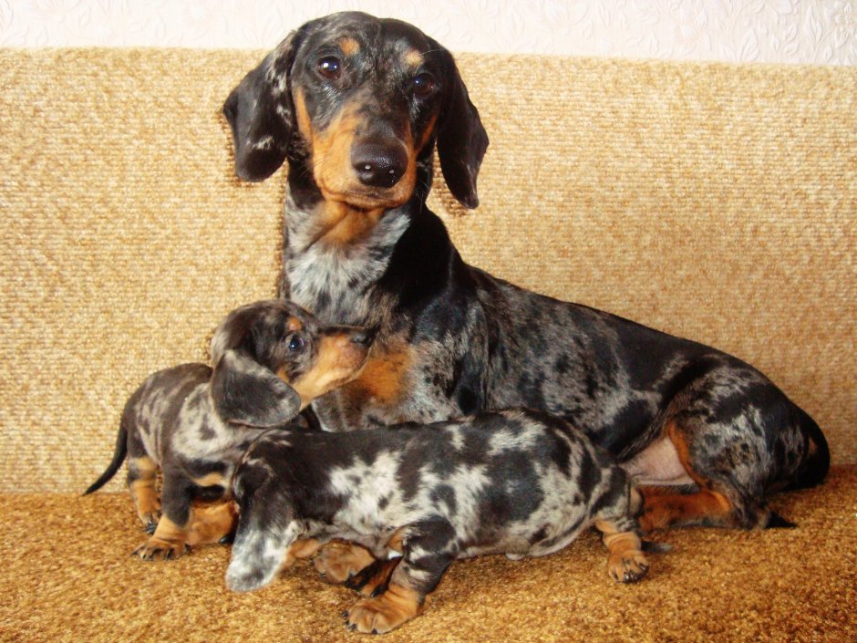 Кроличья такса гладкошерстная мраморная