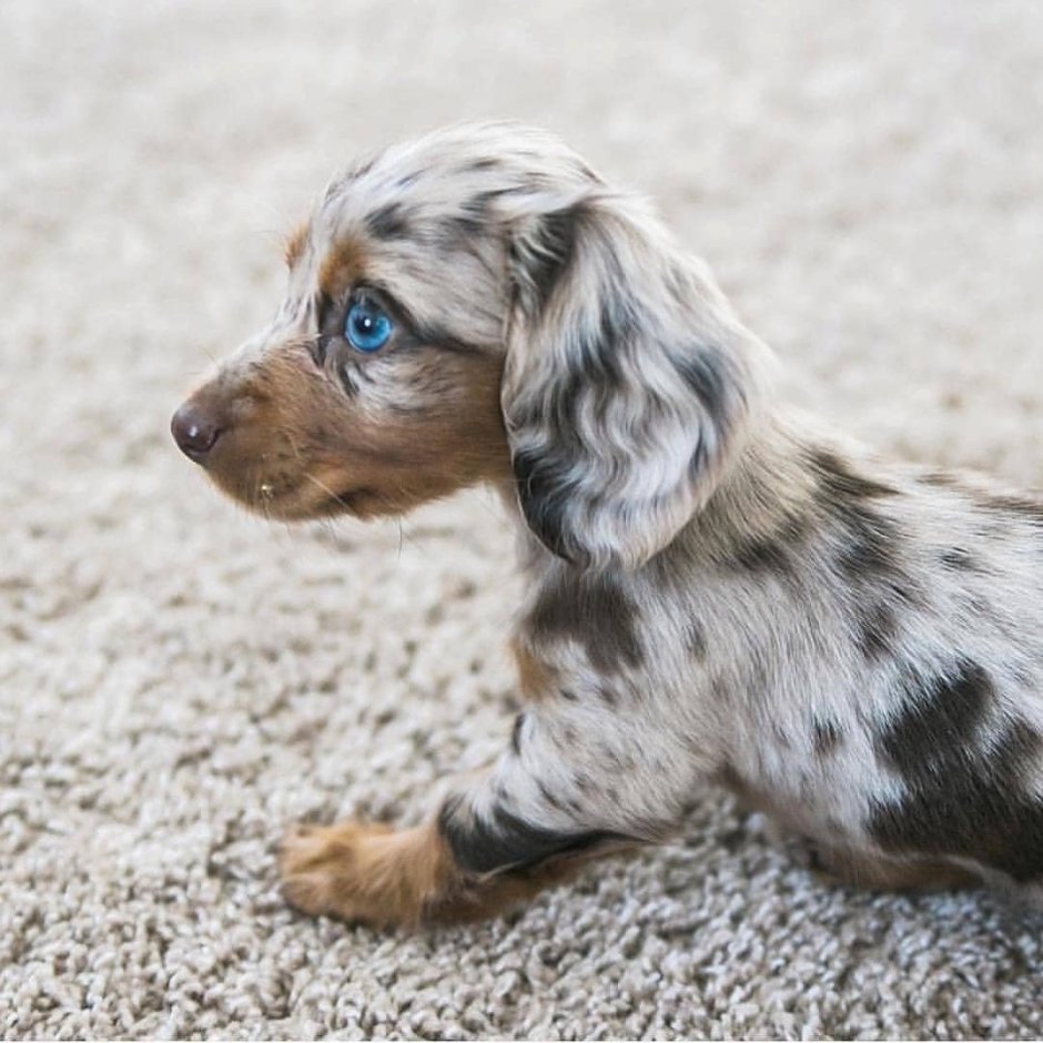 Кроличья такса мраморная