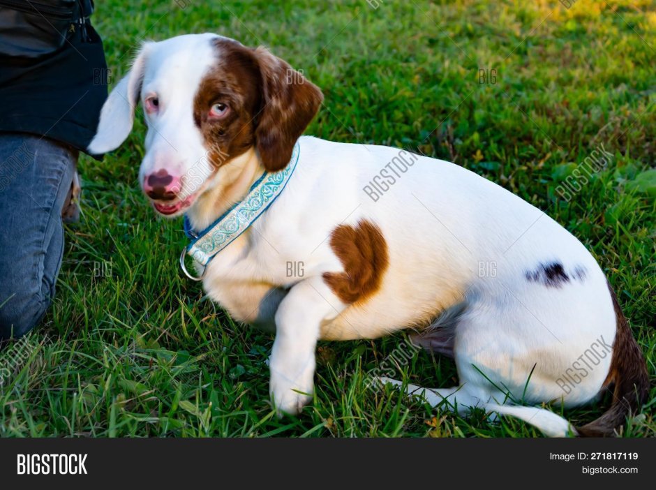 Дабл мрамор собака