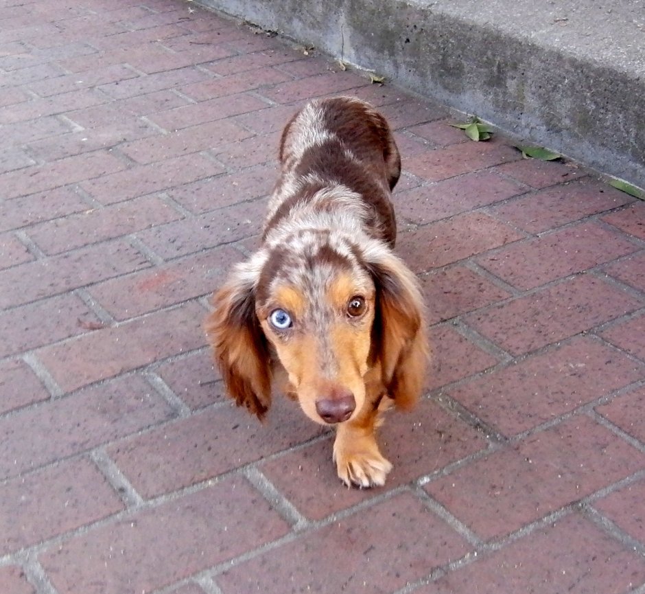 Карликовая такса Мерль