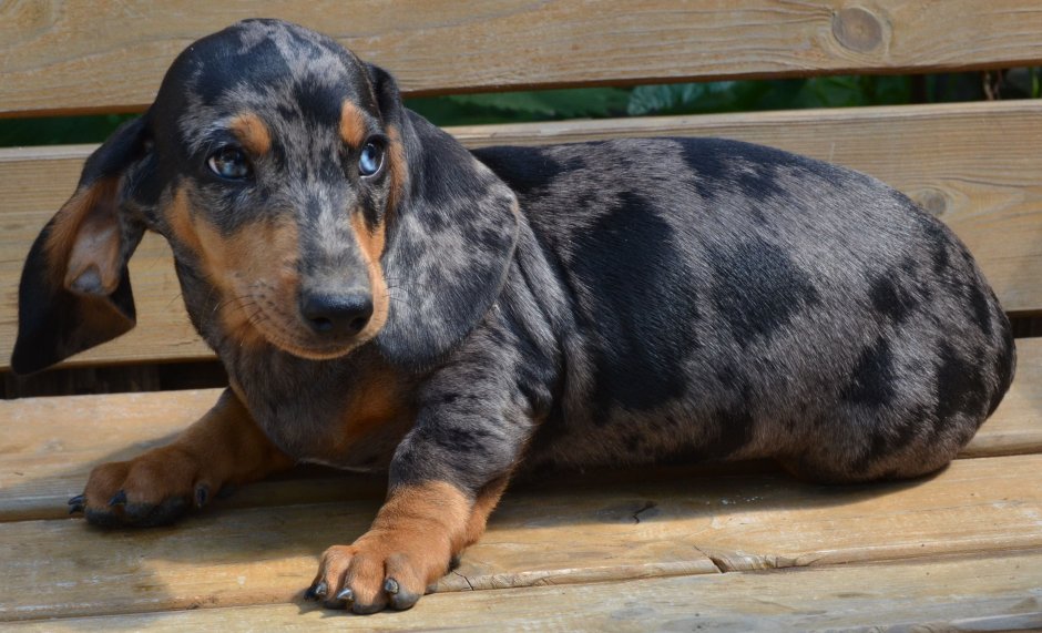 Мраморная карликовая такса