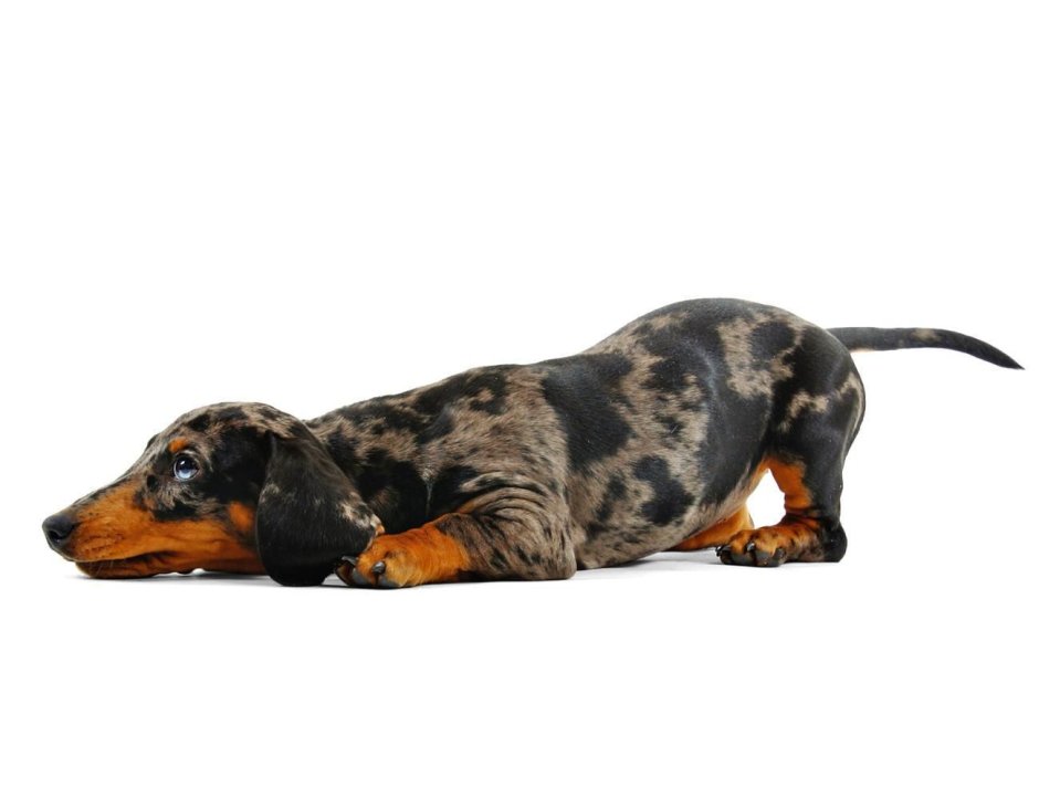 Такса на белом фоне