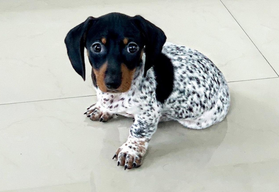 Такса собака далматинец