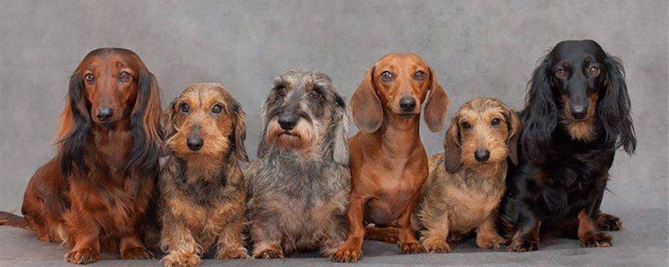 Жёсткошёрстная такса белая