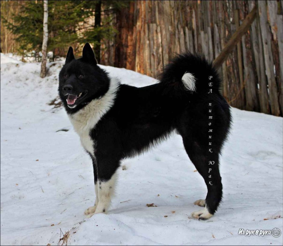 Южнорусская лайка