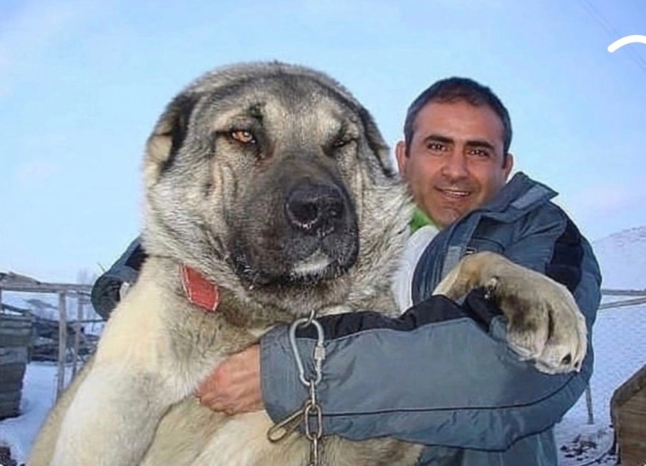 Туркменский волкодав кангал