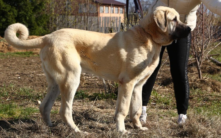 Фотографии турецкого кангала и опишите его характеристики