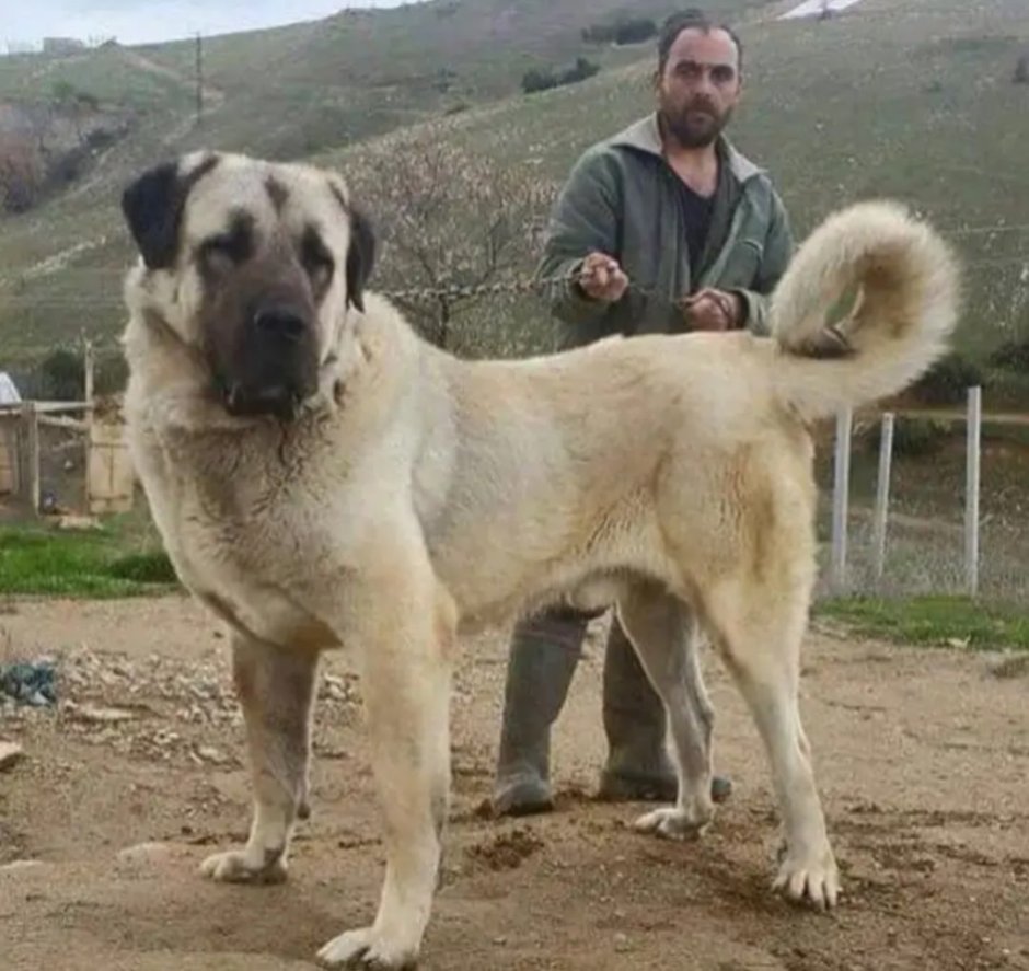 Турецкий кангал