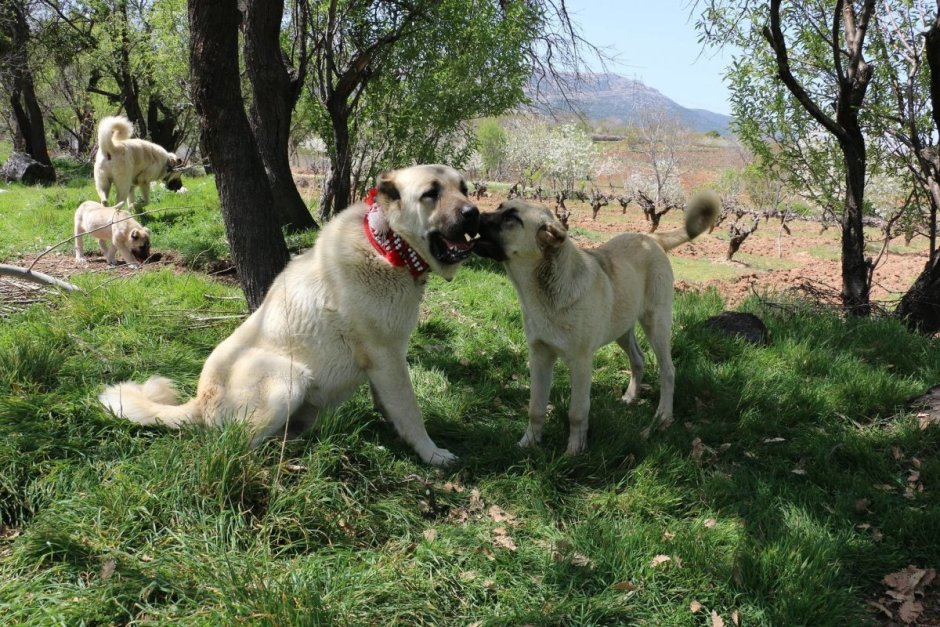 Армянский алабай Гампр