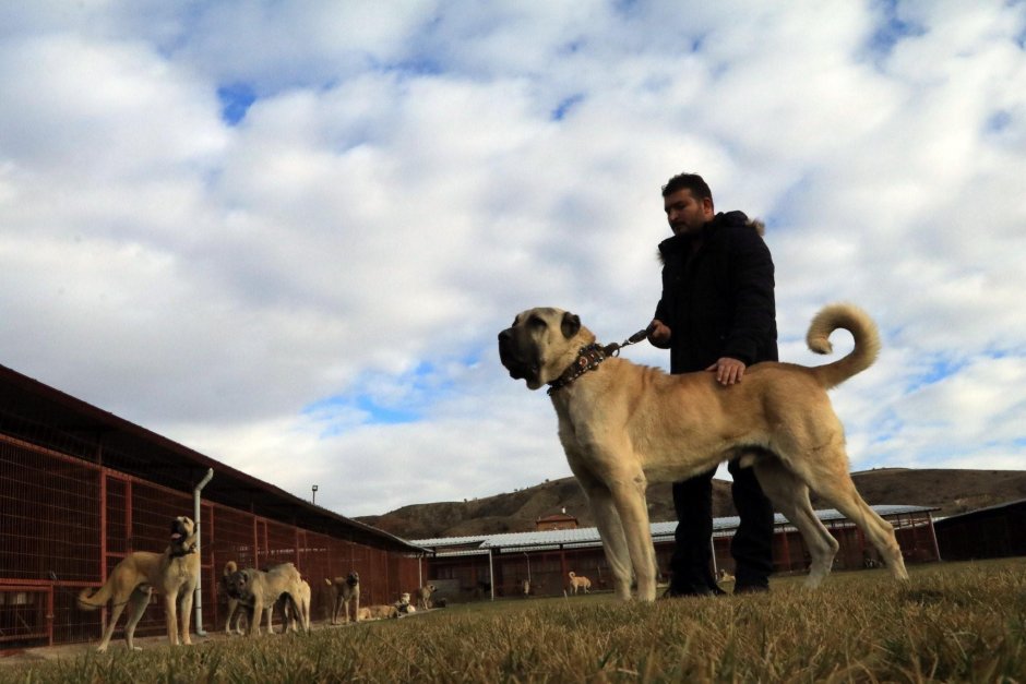 Туркиш кангал дог