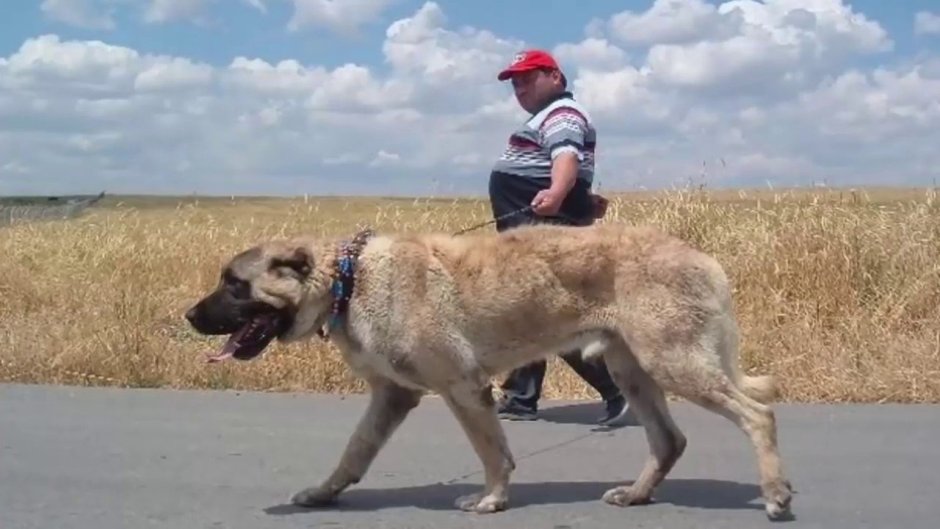 Капитан кангал