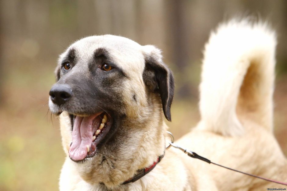 Щенки турецкого кангала чистокровного