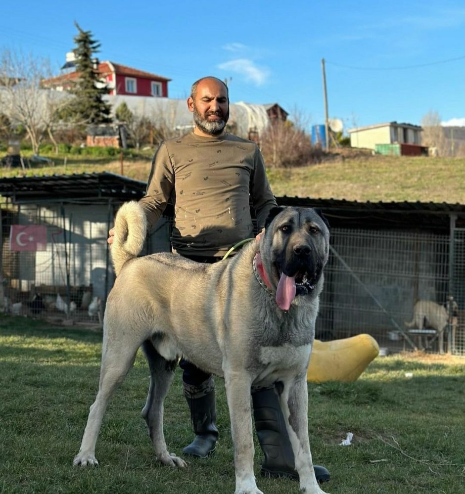 Турецкий кангал злой