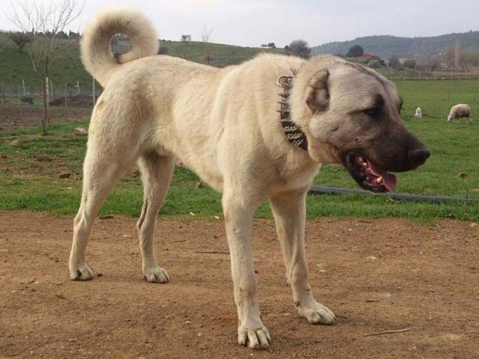 Акбаш Анатолийская овчарка