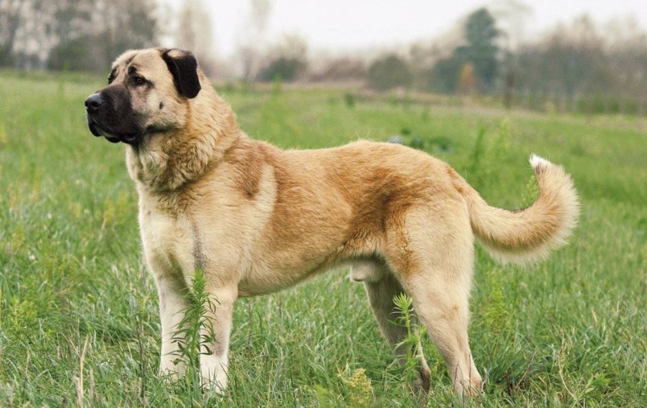 Анатолийская овчарка анатолийский Карабаш